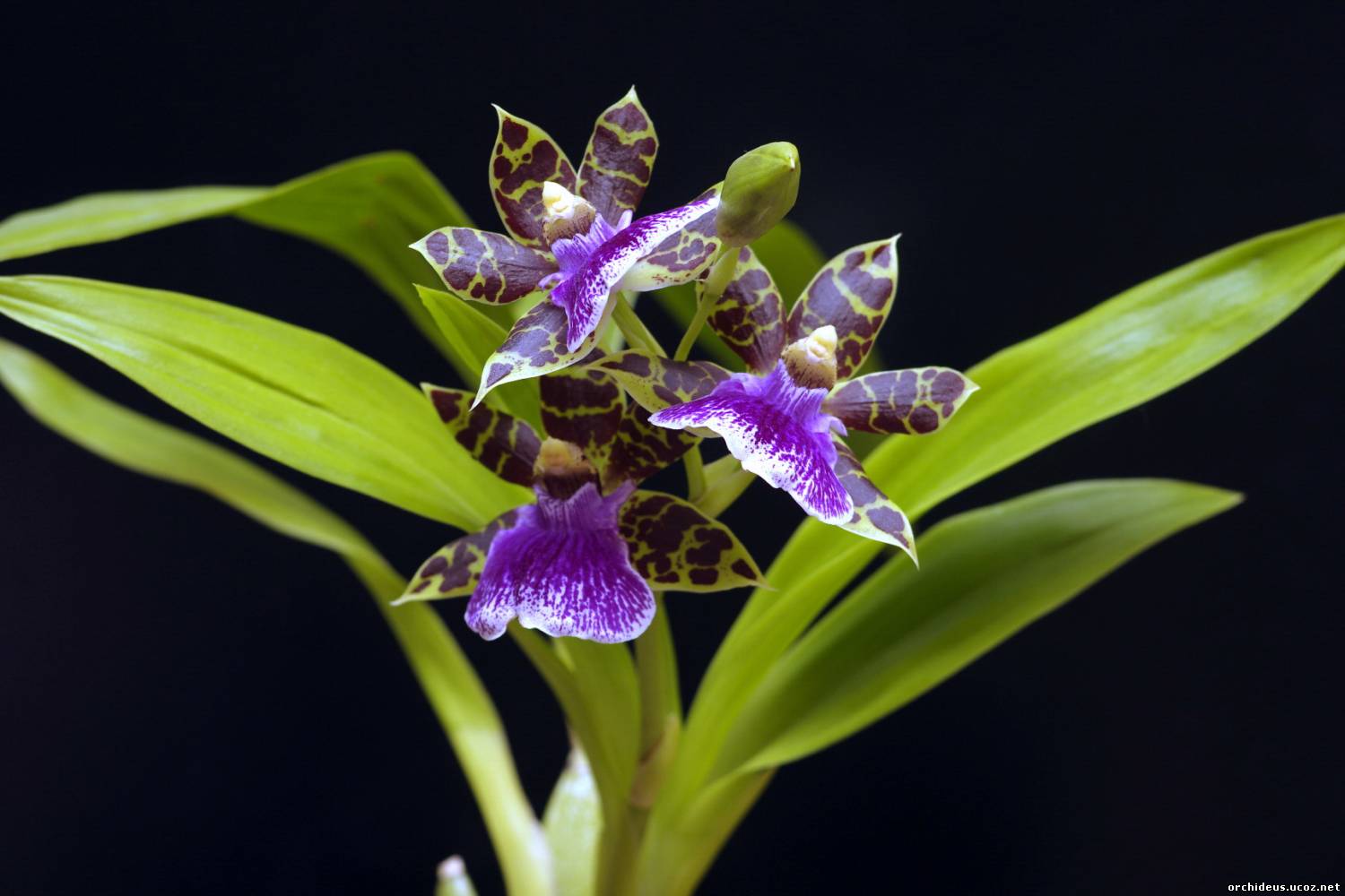 БУЛЬБОВЫЕ орхидеи зигопеталум