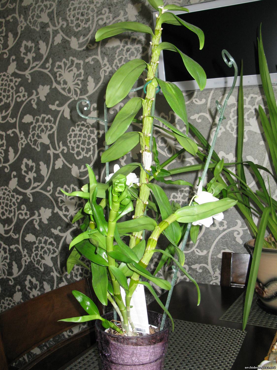 Орхидея Дендробиум Нобиле детки